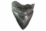 Serrated, Fossil Megalodon Tooth - South Carolina #153845-2
